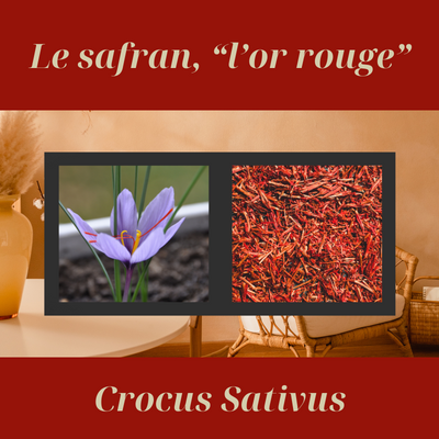 Le safran (crocus sativus), une épice précieuse, réconfortante :